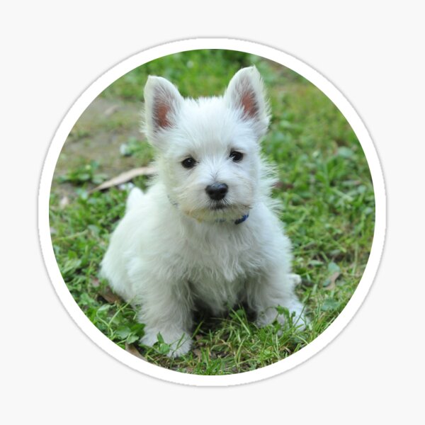 Baby Westie Stickers Redbubble