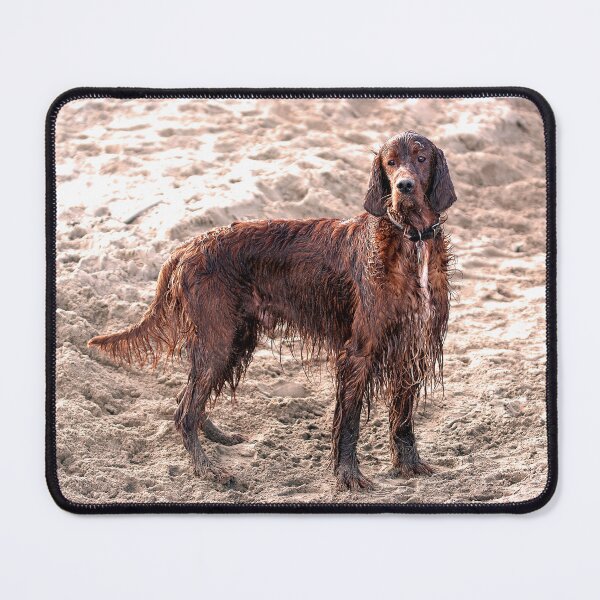 Item preview, Wet Irish Setter at the beach designed and sold by davejw.
