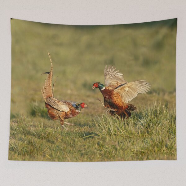 Item preview, Two male ring neck pheasants fighting. designed and sold by glenshee.