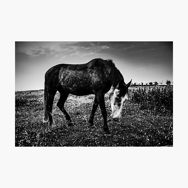 Horse at Meltham 3. Photograph by Nobs Norbury Photographic Print