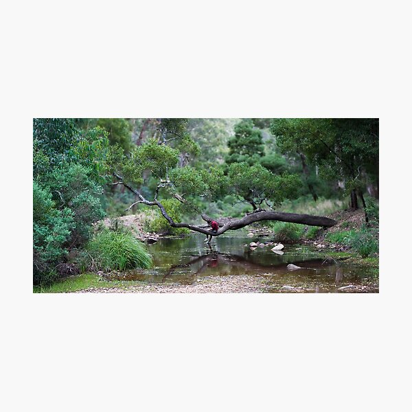 Artikelvorschau, Tree over creek entworfen und verkauft von MagnusAgren.