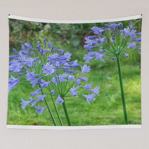 Item preview, Blue agapanthus designed and sold by Photopat.