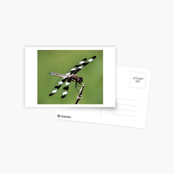 Dragonfly Postcard