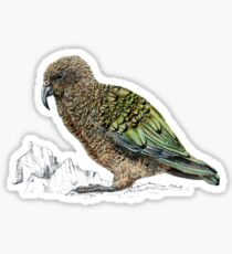 Kea, parrot of New Zealand Sticker