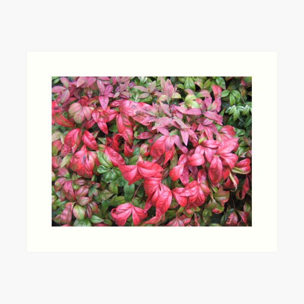 Item preview, Red and green leaves designed and sold by John Witte.