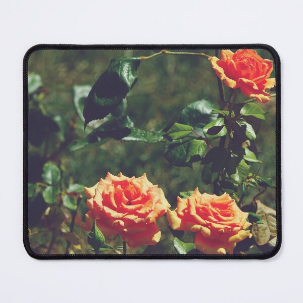 Item preview, Orange Roses Garden in Muted Hues - Botanical Photography designed and sold by CarolinaReina.