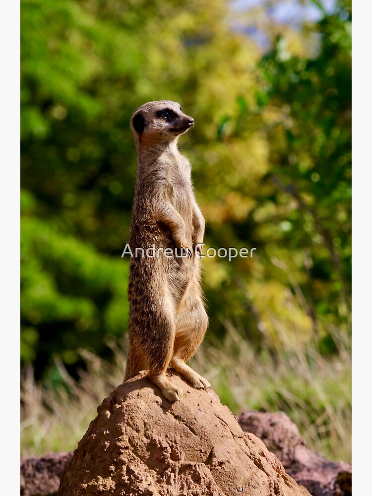 HD wallpaper: Meerkat, Watch, Attention, security guard, zoo, mammal,  animal | Wallpaper Flare