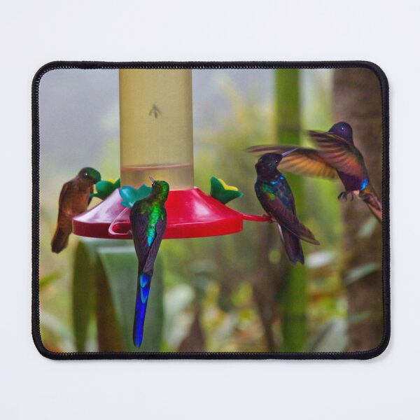 Item preview, Four Species Of Hummingbirds In Mindo Ecudor designed and sold by alabca.