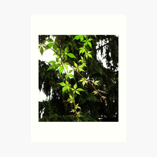 grapevines Art Print