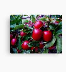 Crabapples Canvas Print