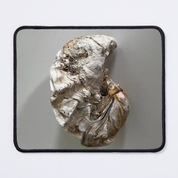 Item preview, Oyster Shell: Shelly designed and sold by The Aloof.