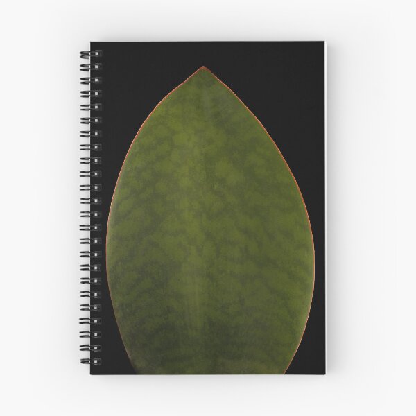 Item preview, Sansevieria Snakeplant Masoniana Whale Fin Macro designed and sold by plantsbutbetter.