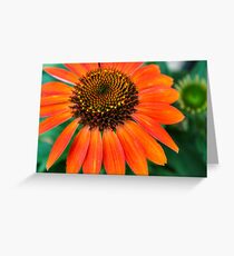 Burst of orange Greeting Card