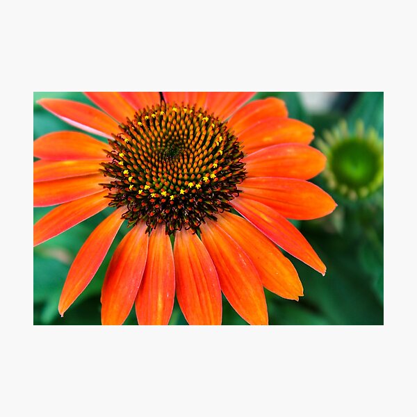 Burst of orange Photographic Print