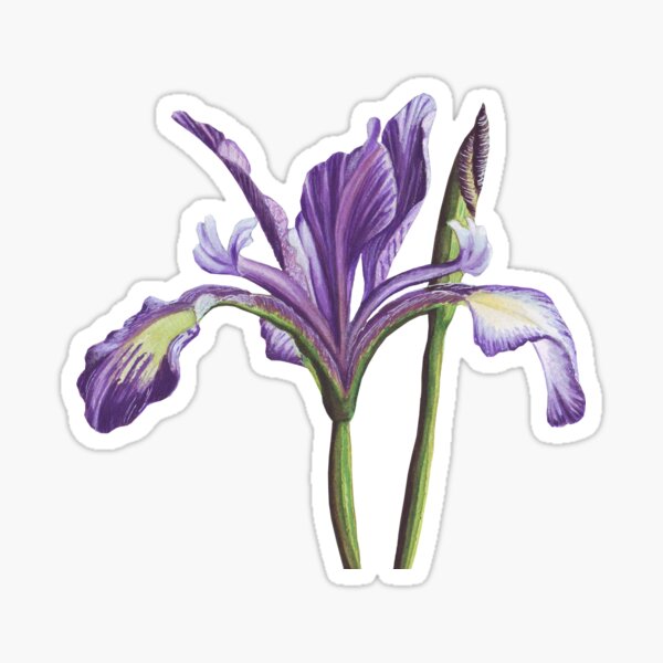 Purple Iris flower in watercolor Sticker