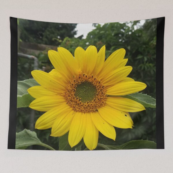 Item preview, Sunflower 1 designed and sold by Pontom46.