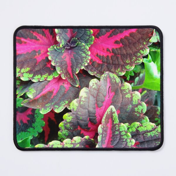 Item preview, Special Flower designed and sold by Dreammkd.