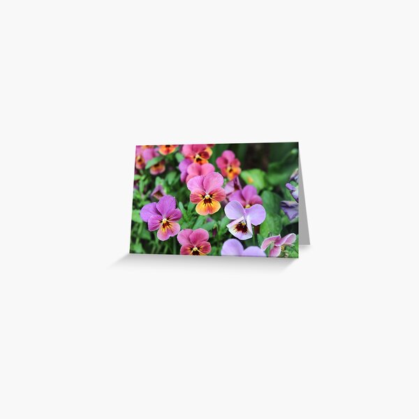 Vibrant Pansies Greeting Card
