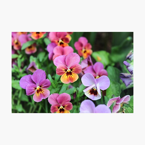 Vibrant Pansies Photographic Print