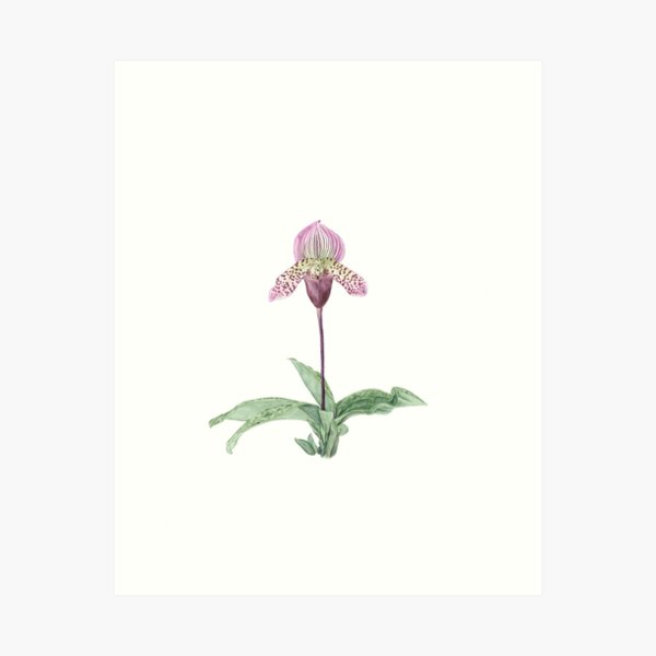 Lady Slipper Orchid Art Print