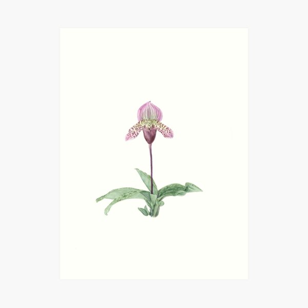Lady Slipper Orchid Art Print