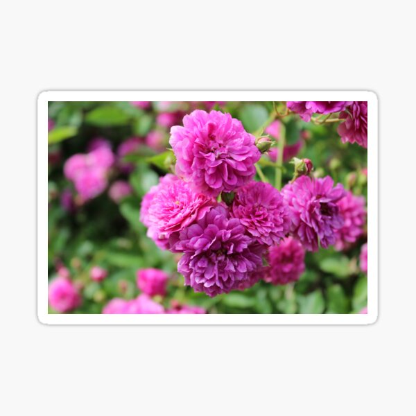 Perfectly Pink Roses Sticker