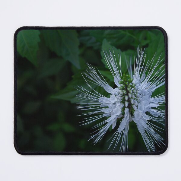 Item preview, Macro Catwhiskers From the Top designed and sold by KbytesOfJax Outdoor and Nature.