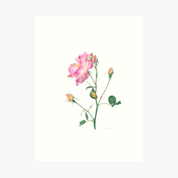 Canadian Campfire Rose Art Print