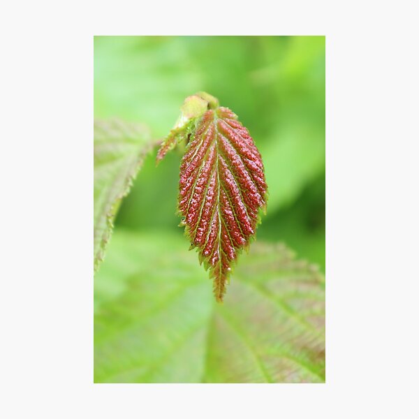 Red leaf Photographic Print