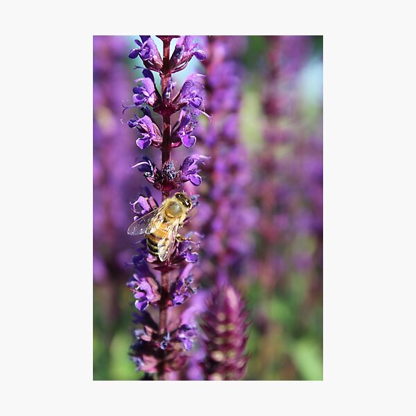 Summer Bee Photographic Print