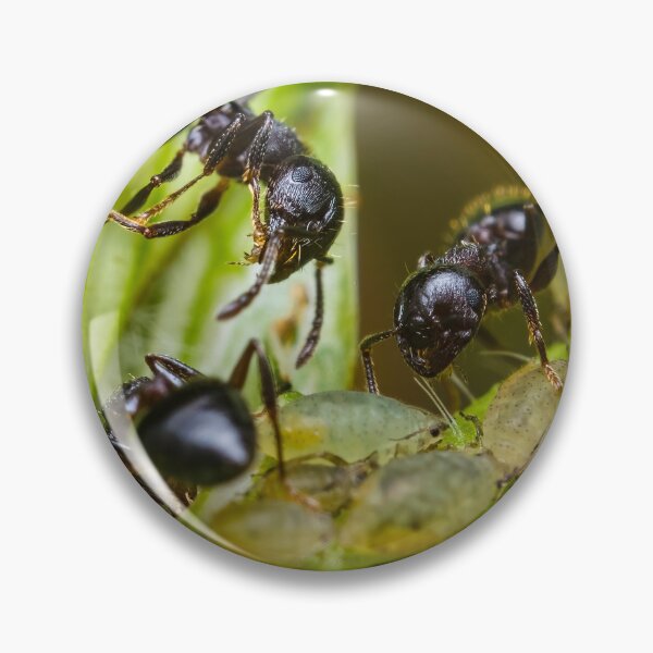Item preview, Ants Farming Aphids for Honeydew designed and sold by AronsTinySafari.