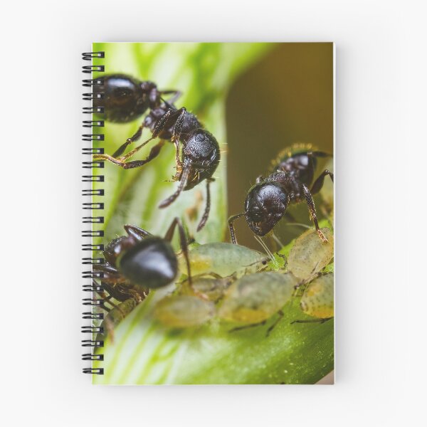 Item preview, Ants Farming Aphids for Honeydew designed and sold by AronsTinySafari.
