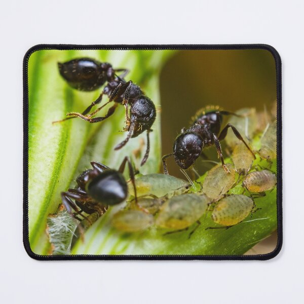 Item preview, Ants Farming Aphids for Honeydew designed and sold by AronsTinySafari.