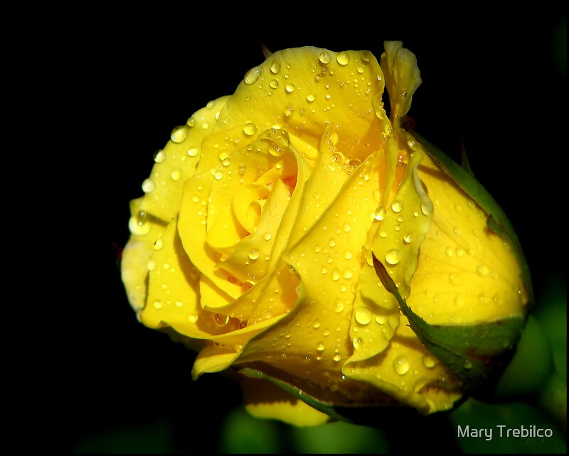 "Yellow rose of friendship..." Canvas Prints by Mary ...