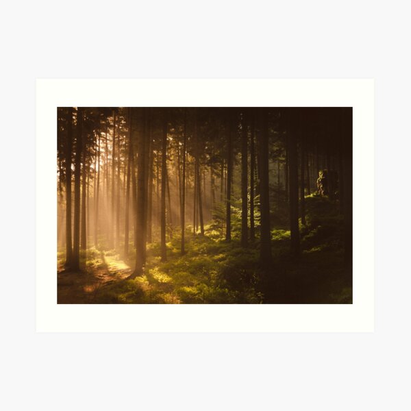 Morning forest Art Print