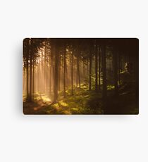 Morning forest Canvas Print