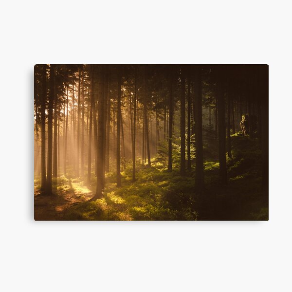 Morning forest Canvas Print