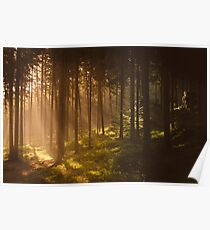 Morgen Wald Poster