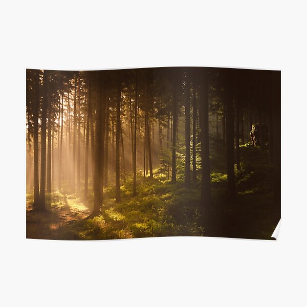 Morning forest Poster