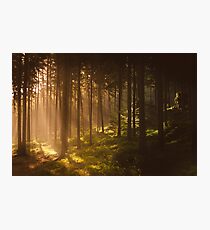 Morning forest Photographic Print