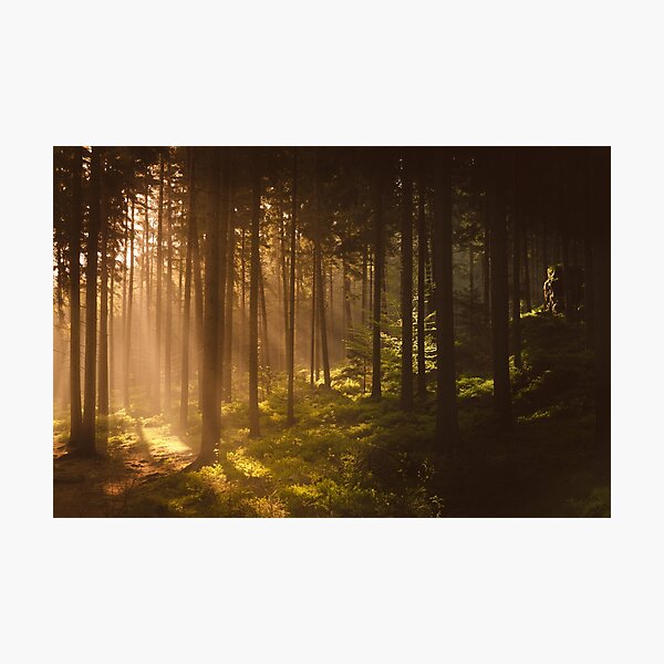 Morning forest Photographic Print