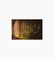 Lámina rígida Bosque de la mañana