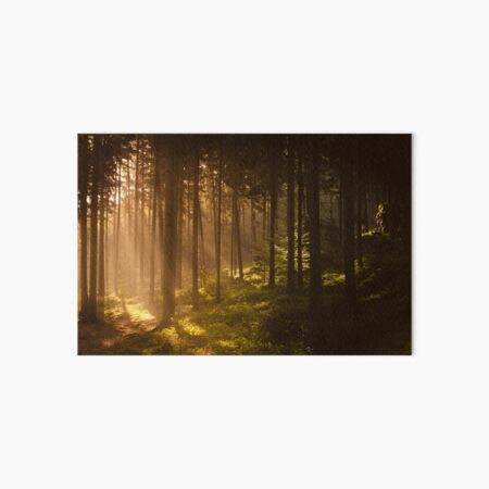 Morning forest Art Board Print