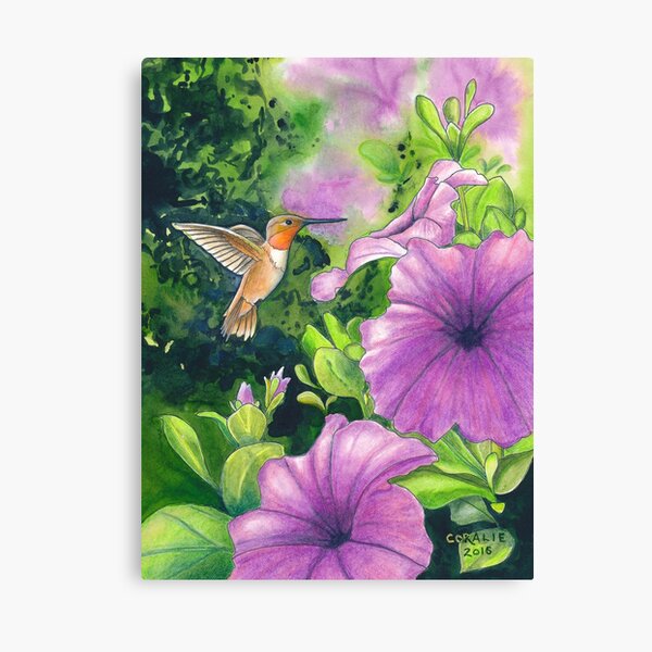 Hummingbird and Purple Petunias Canvas Print