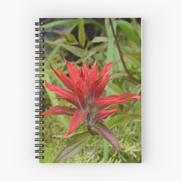 Item preview, Wildflowers of Montana- Indian Paintbrush designed and sold by Whisperingpeaks.
