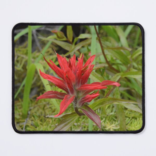 Item preview, Wildflowers of Montana- Indian Paintbrush designed and sold by Whisperingpeaks.