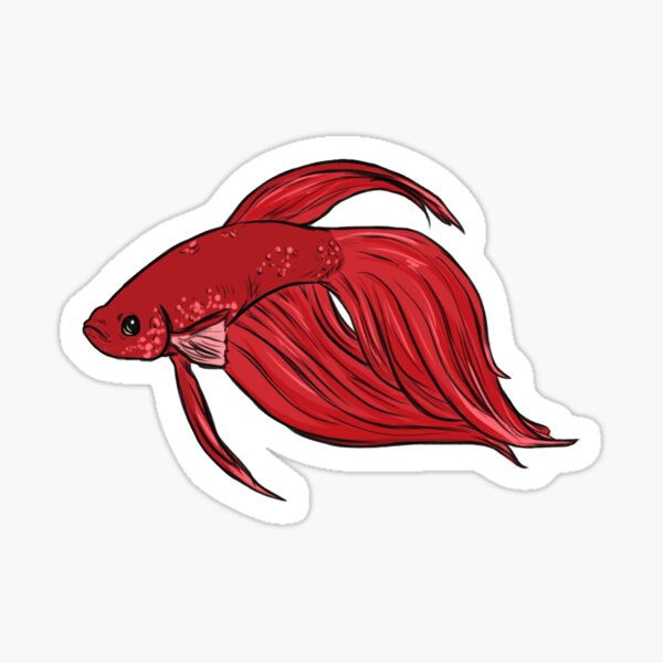 Veiltail Betta Gifts Merchandise Redbubble