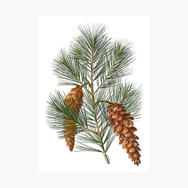 Item preview, White Pine Branch designed and sold by mariarossip.