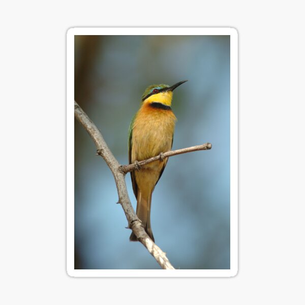 Little Bee-eater Sticker