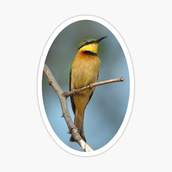 Little Bee-eater portrait Sticker